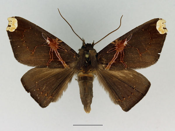 /filer/webapps/moths/media/images/R/remaudi_Megacephalomana_AM_Basquin_01.jpg