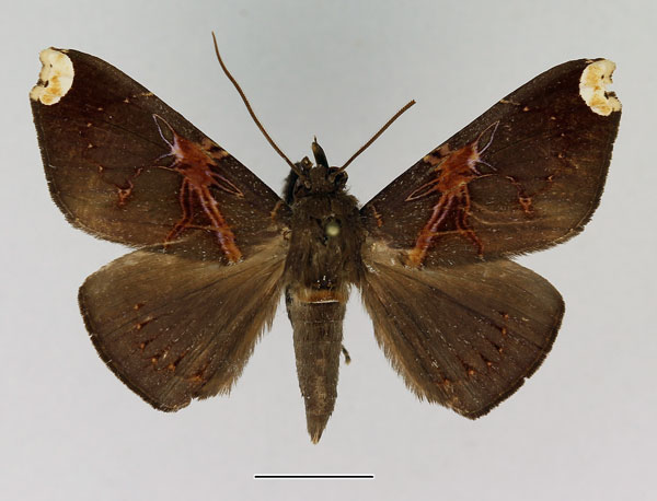 /filer/webapps/moths/media/images/R/remaudi_Megacephalomana_AM_Basquin_02.jpg