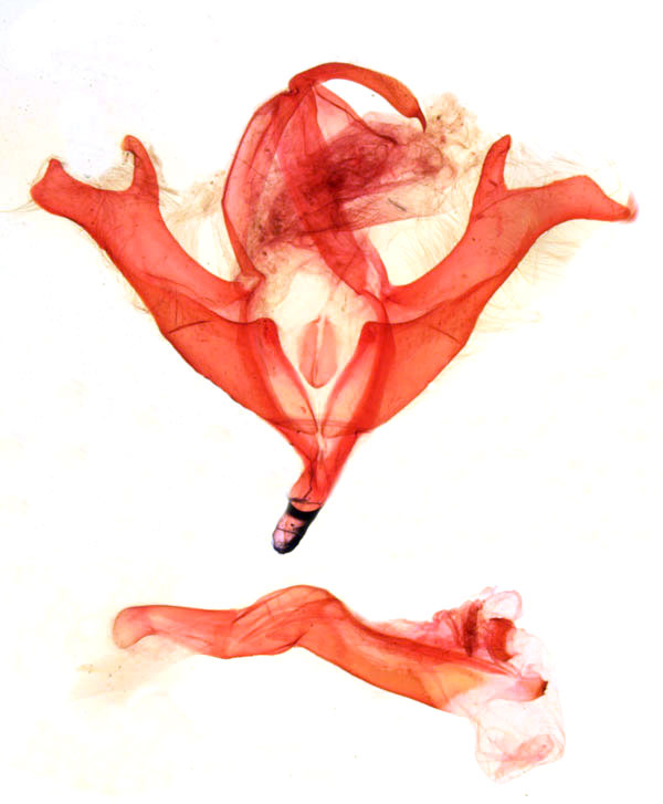 /filer/webapps/moths/media/images/R/remaudi_Megacephalomana_GMHT_MNHN_309bis.jpg