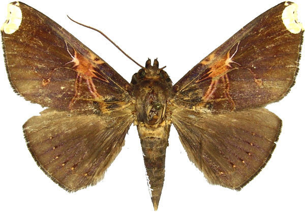 /filer/webapps/moths/media/images/R/remaudi_Platyja_AM_MCJM.jpg