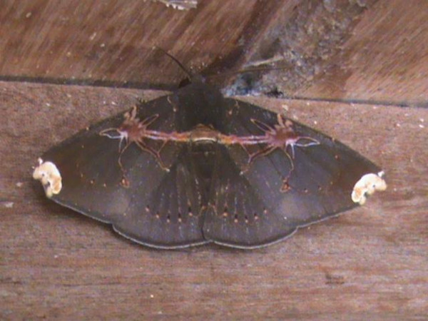 /filer/webapps/moths/media/images/R/remaudi_Platyja_A_Guyonnet.jpg