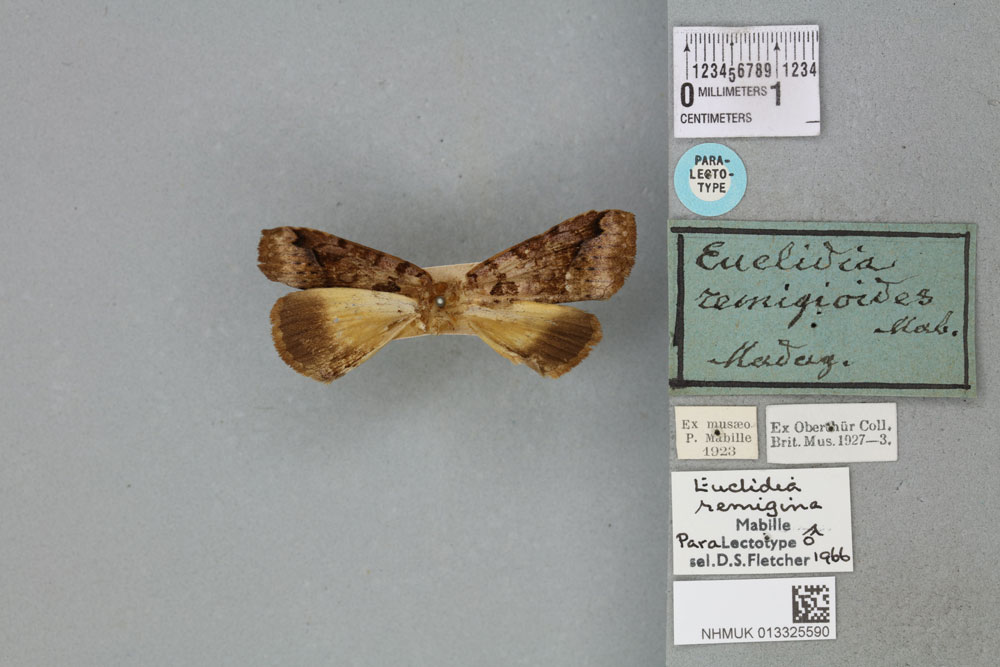 /filer/webapps/moths/media/images/R/remigina_Euclidia_PLT_BMNHa.jpg