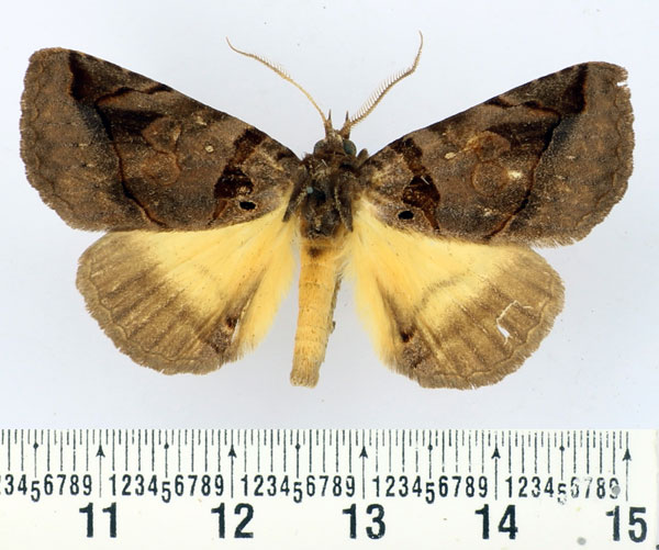 /filer/webapps/moths/media/images/R/remigina_Remigiodes_AM_BMNH.jpg