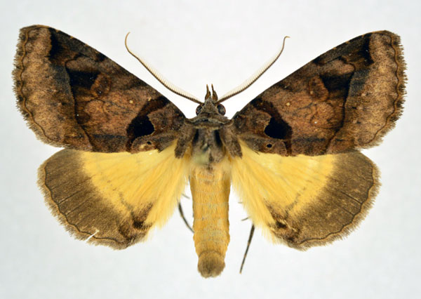 /filer/webapps/moths/media/images/R/remigina_Remigiodes_AM_NHMO.jpg