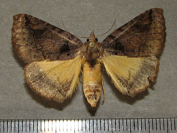 /filer/webapps/moths/media/images/R/remigina_Remigiodes_A_Goff.jpg