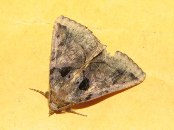 /filer/webapps/moths/media/images/R/remigina_Remigiodes_A_Goff_02.jpg