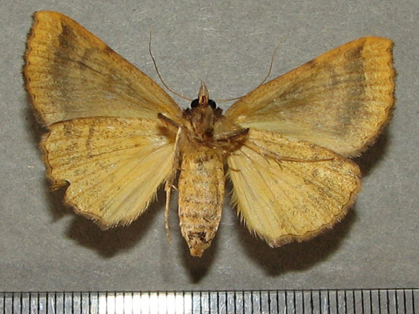 /filer/webapps/moths/media/images/R/remigina_Remigiodes_A_Goffb_01.jpg
