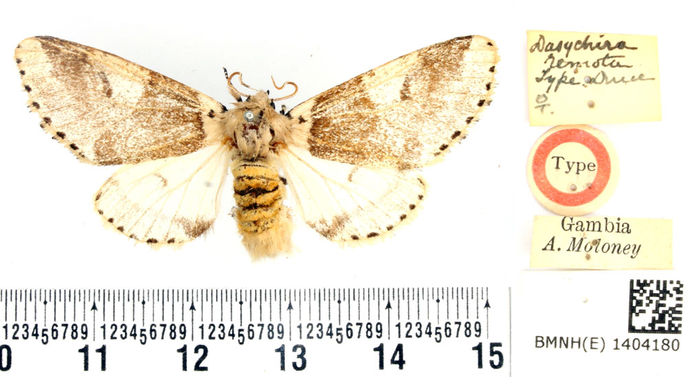 /filer/webapps/moths/media/images/R/remota_Dasychira_STF_BMNH.jpg
