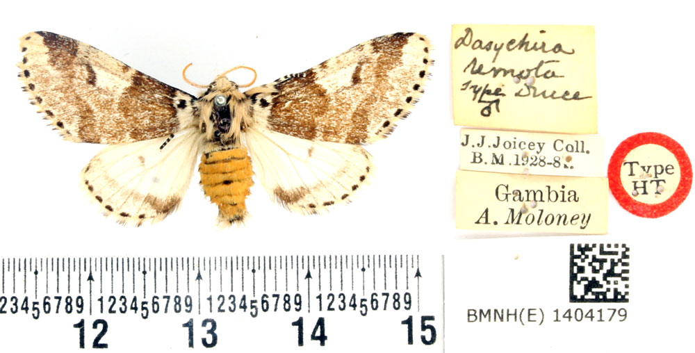 /filer/webapps/moths/media/images/R/remota_Dasychira_STM_BMNH.jpg