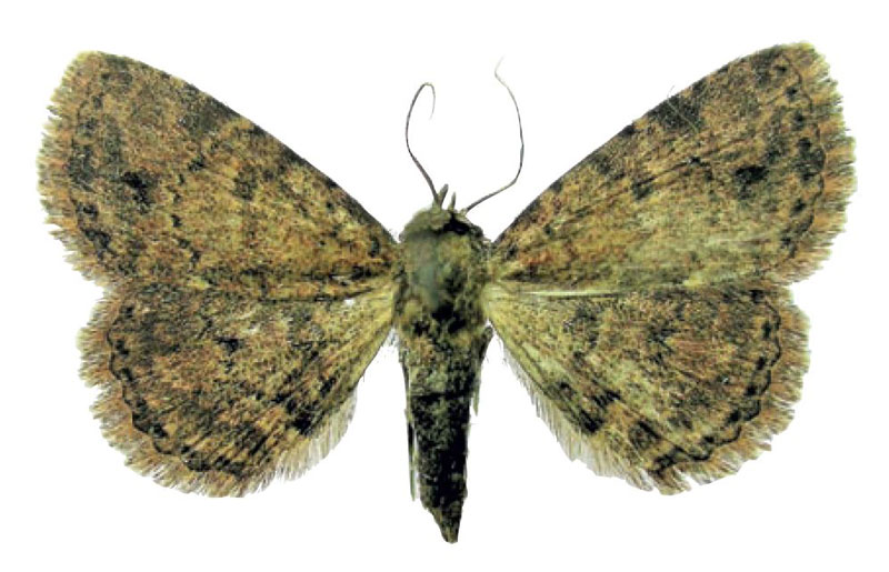 /filer/webapps/moths/media/images/R/remota_Panilla_PTF_Fischer_02.jpg