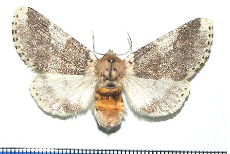 /filer/webapps/moths/media/images/R/remota_Sciatta_AF_HDOU.jpg