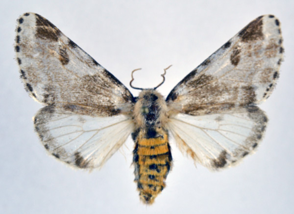 /filer/webapps/moths/media/images/R/remota_Sciatta_AF_NHMO.jpg