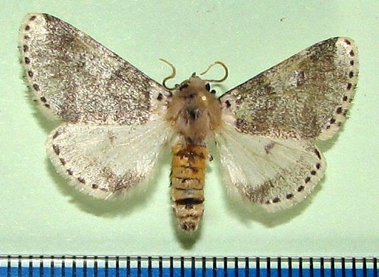 /filer/webapps/moths/media/images/R/remota_Sciatta_AM_HDOU.jpg