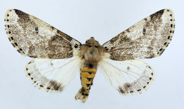 /filer/webapps/moths/media/images/R/remota_Sciatta_AM_ISEA.jpg