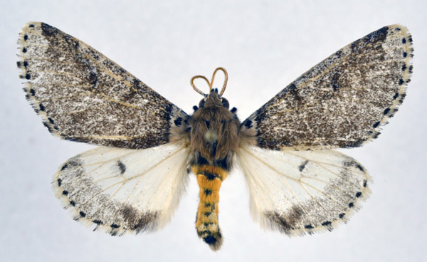 /filer/webapps/moths/media/images/R/remota_Sciatta_AM_NHMO.jpg