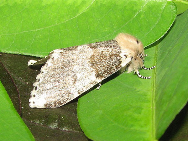 /filer/webapps/moths/media/images/R/remota_Sciatta_A_Goff_01.jpg