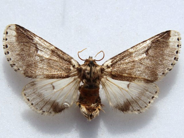 /filer/webapps/moths/media/images/R/remota_Sciatta_A_Goff_02.jpg