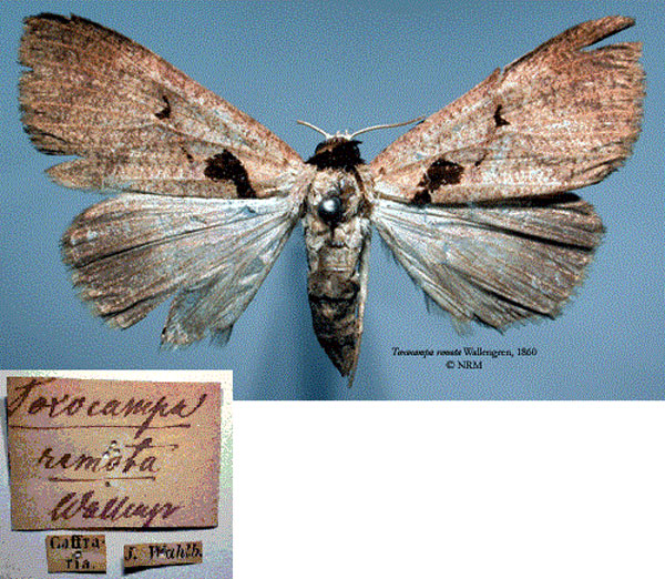 /filer/webapps/moths/media/images/R/remota_Toxocampa_HT_SNHMa.jpg