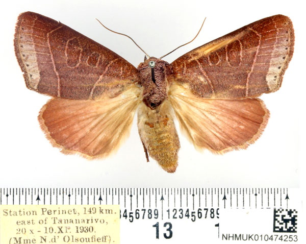 /filer/webapps/moths/media/images/R/remyi_Diadocis_AF_BMNH_01.jpg