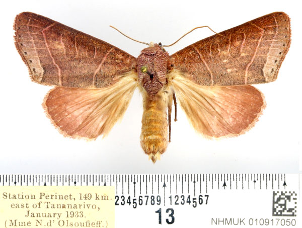 /filer/webapps/moths/media/images/R/remyi_Diadocis_AF_BMNH_02.jpg