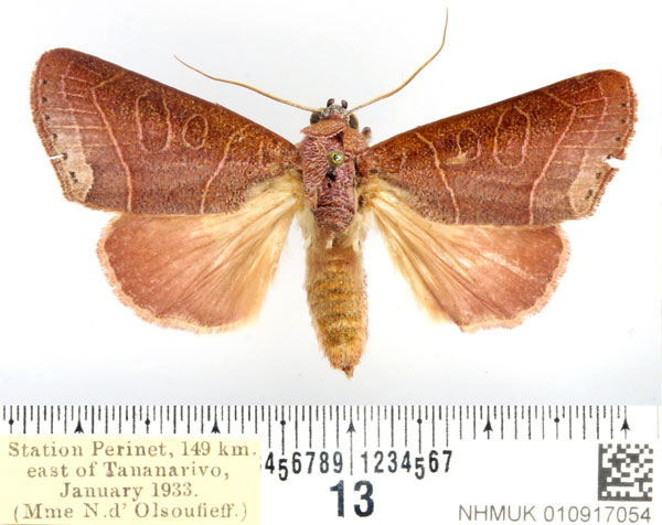 /filer/webapps/moths/media/images/R/remyi_Diadocis_AF_BMNH_03.jpg