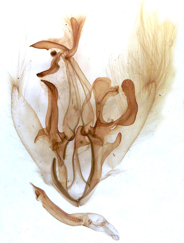 /filer/webapps/moths/media/images/R/rena_Achaea_GM_MSNM_Berio671.jpg