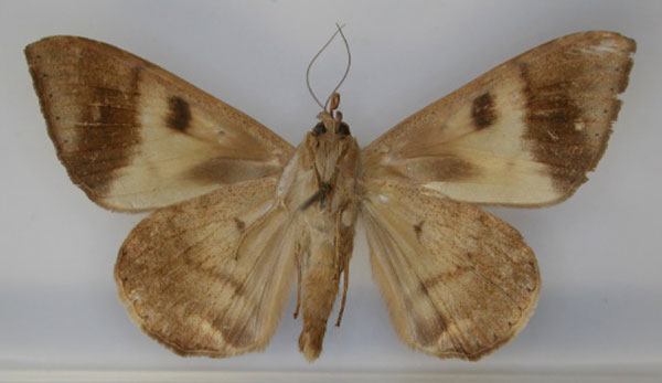 /filer/webapps/moths/media/images/R/rena_Achaea_PT_RMCA_02.jpg