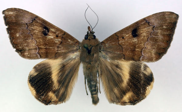 /filer/webapps/moths/media/images/R/rena_Achaea_PT_RMCA_03.jpg