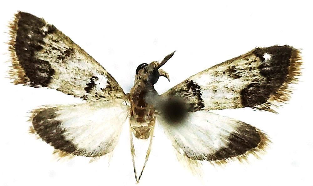 /filer/webapps/moths/media/images/R/renalis_Autocharis_HT_ZSM.jpg