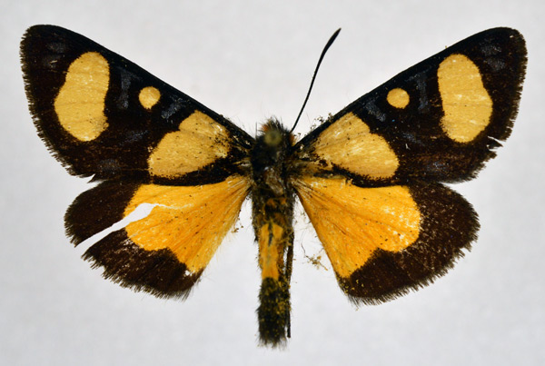 /filer/webapps/moths/media/images/R/rendalli_Chaetostephana_A_NHMO.jpg