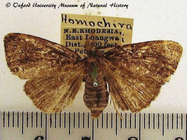 /filer/webapps/moths/media/images/R/rendalli_Homochira_AF_OUMNH.jpg
