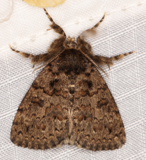 /filer/webapps/moths/media/images/R/rendalli_Homochira_A_Heyns_01.jpg