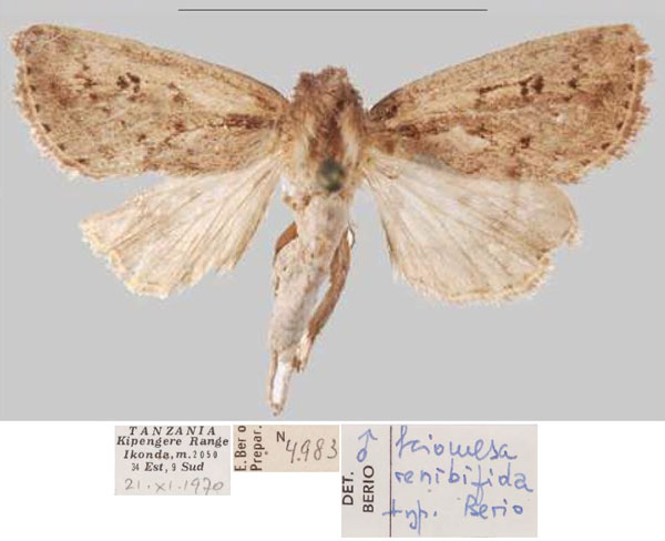 /filer/webapps/moths/media/images/R/renibifida_Sciomesa_HT_MSNMa.jpg