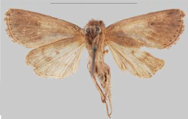 /filer/webapps/moths/media/images/R/renibifida_Sciomesa_HT_MSNMb.jpg