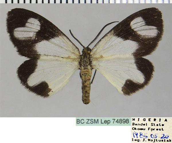 /filer/webapps/moths/media/images/R/renifera_Terina_AF_ZSM.jpg