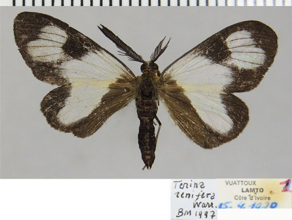/filer/webapps/moths/media/images/R/renifera_Terina_AM_ZSMa.jpg
