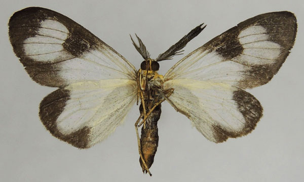 /filer/webapps/moths/media/images/R/renifera_Terina_AM_ZSMb.jpg