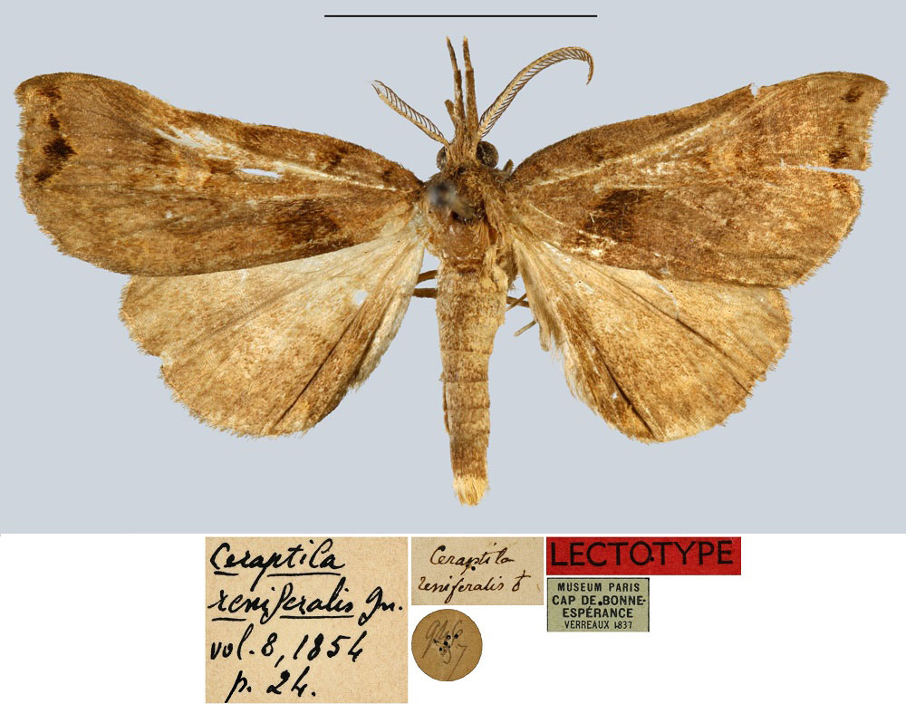 /filer/webapps/moths/media/images/R/reniferalis_Ceraptila_LT_MNHN.jpg