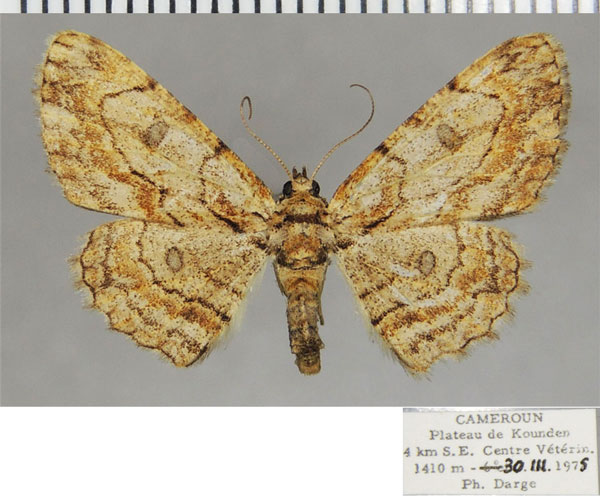 /filer/webapps/moths/media/images/R/renimacula_Orbamia_AF_ZSM.jpg