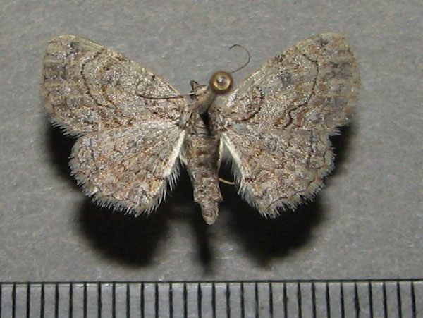 /filer/webapps/moths/media/images/R/renimacula_Orbamia_A_Goff.jpg