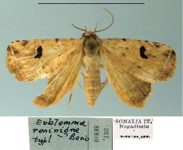 /filer/webapps/moths/media/images/R/reninigra_Eublemma_HT_MSNM.jpg