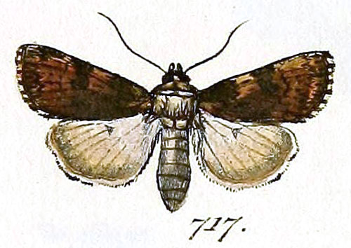 /filer/webapps/moths/media/images/R/renitens_Noctua_STF_Hubner_154-717.jpg