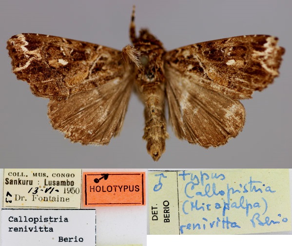 /filer/webapps/moths/media/images/R/renivitta_Callopistria_HT_RMCA_01.jpg