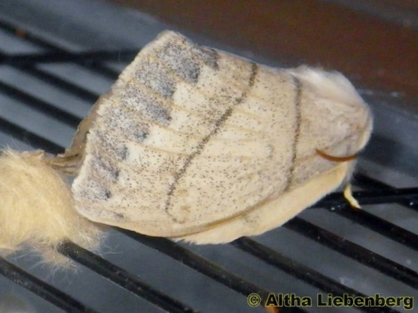 /filer/webapps/moths/media/images/R/rennei_Philotherma_AF_Liebenberg.jpg