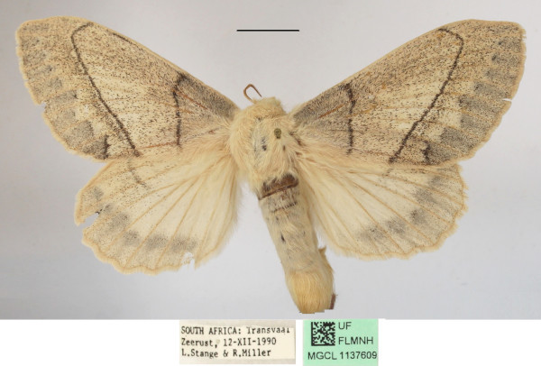 /filer/webapps/moths/media/images/R/rennei_Philotherma_AF_MGCLa_01.jpg