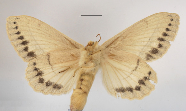 /filer/webapps/moths/media/images/R/rennei_Philotherma_AF_MGCLb_01.jpg