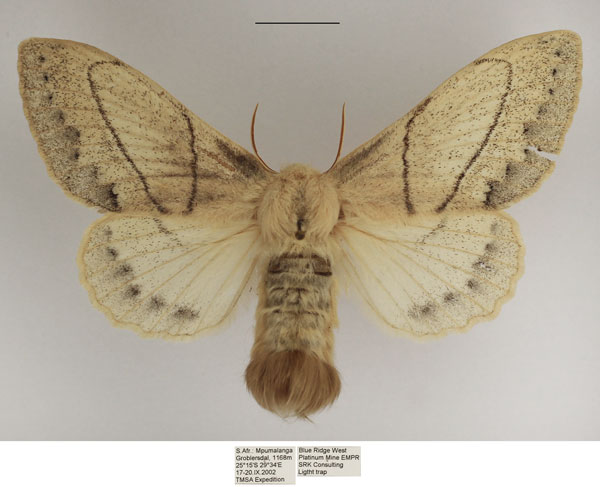 /filer/webapps/moths/media/images/R/rennei_Philotherma_AF_TMSA_01.jpg