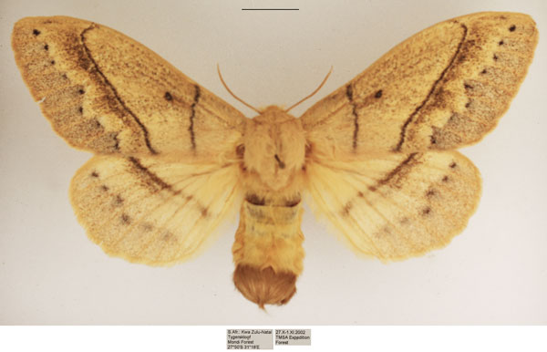 /filer/webapps/moths/media/images/R/rennei_Philotherma_AF_TMSA_02.jpg