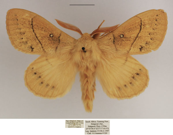 /filer/webapps/moths/media/images/R/rennei_Philotherma_AM_TMSA_02.jpg