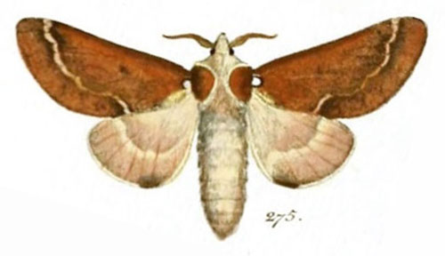 /filer/webapps/moths/media/images/R/repanda_Bombyx_STF_Hubner_65-275.jpg